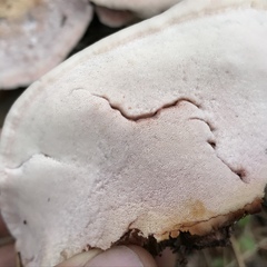Leptoporus mollis image