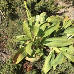 Gentiana lutea