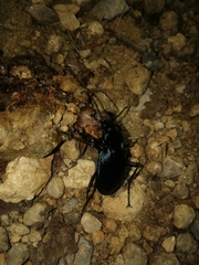 Carabus catenulatus