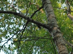 Sitta carolinensis