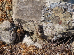 Oedipoda