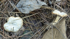 Mycorrhaphium adustum