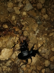 Carabus catenulatus