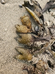 Fucus