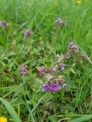 Pulmonaria longifolia