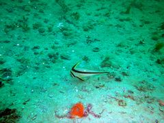 Eques lanceolatus