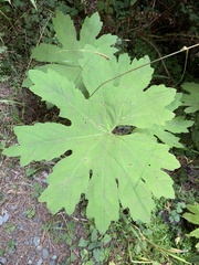 Petasites frigidus