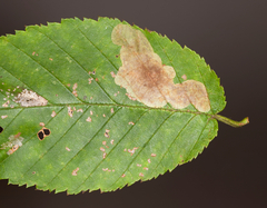 Cameraria betulivora