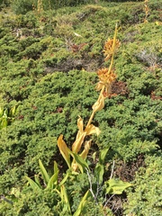 Gentiana lutea