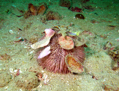 Lytechinus variegatus