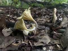 Gerronema strombodes