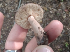 Lactarius
