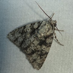 Acronicta brumosa