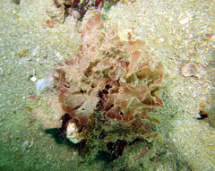 Lytechinus variegatus