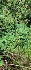 Erigeron canadensis