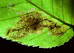 Cameraria betulivora