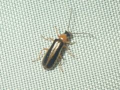 Cantharinae