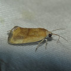 Ponometia bicolorata