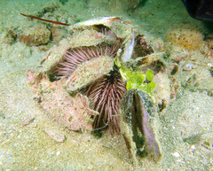 Lytechinus variegatus