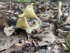 Gerronema strombodes