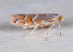 Cameraria betulivora