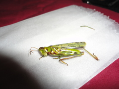 Bootettix argentatus