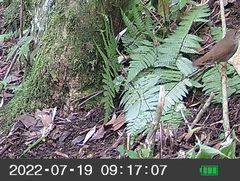 Vireo philadelphicus