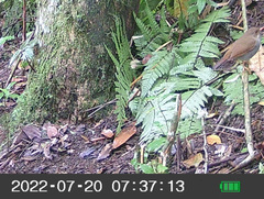 Vireo philadelphicus