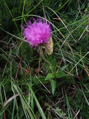 Carduus defloratus