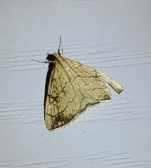 Evergestis pallidata