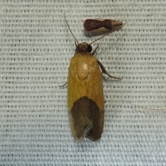 Ponometia bicolorata