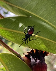 Leptoglossus gonagra