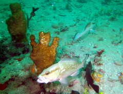 Epinephelus morio