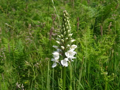 Dactylorhiza