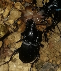 Abax parallelepipedus