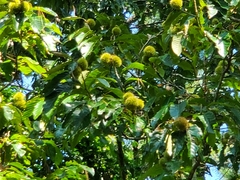 Castanea mollissima