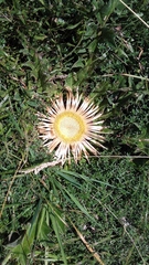 Carlina acanthifolia