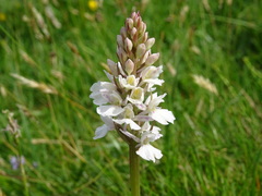 Dactylorhiza