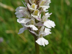 Dactylorhiza