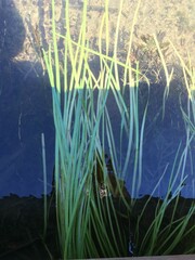 Sparganium angustifolium