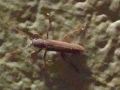 Aneflomorpha lineare