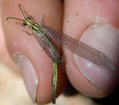 Macronemurus appendiculatus