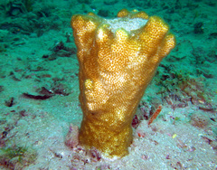 Solenastrea hyades