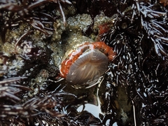 Anthopleura artemisia