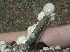 Trichaptum subchartaceum