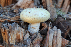 Neolentinus lepideus