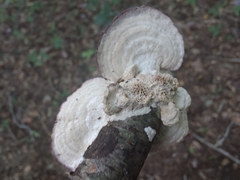 Trichaptum subchartaceum