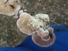 Trichaptum subchartaceum