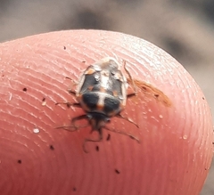 Bagrada hilaris