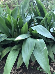 Aspidistra